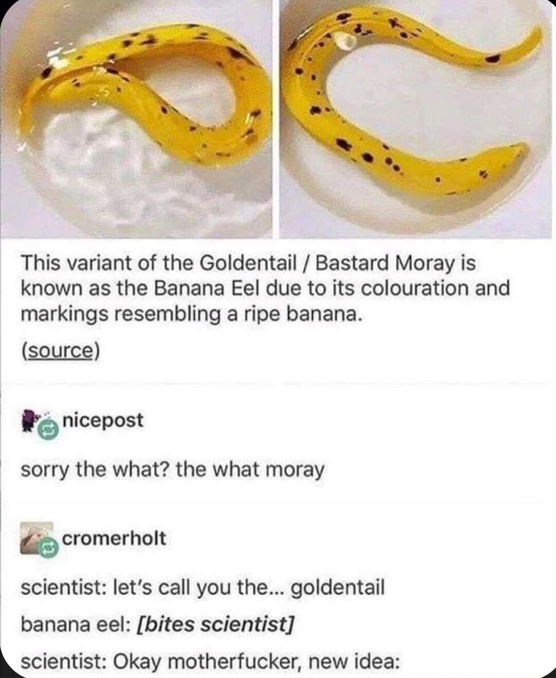 This variant of the Goldentail Bastard Moray is known as the Banana Eel due to its colouration and markings resembling a ripe banana source nicepost sorry the what the what moray mmrhnll scientist lets call you the goldentail banana eel bites scientist Lsciemi kay motherfucker new ide