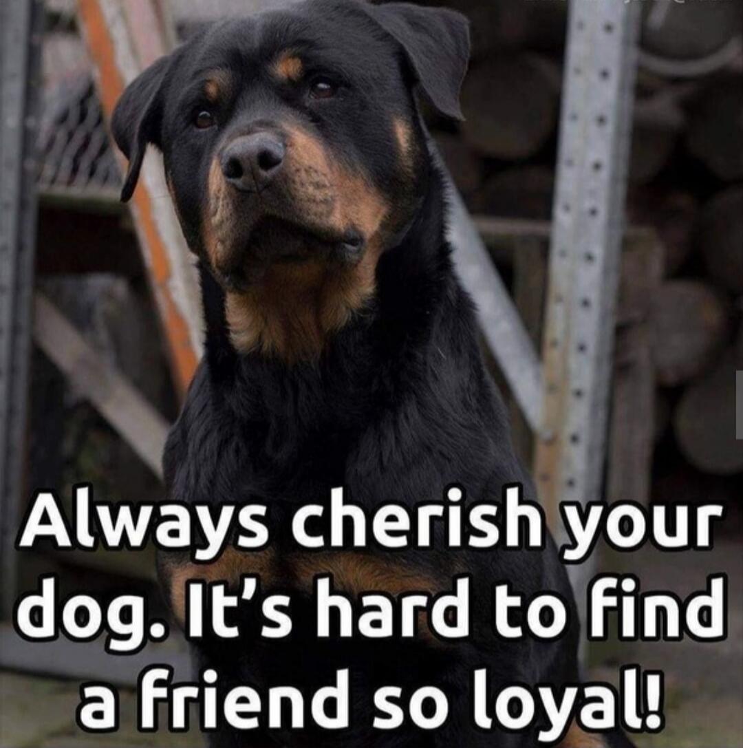 Always cherish your dog. It's hard to find a friend so loyal!