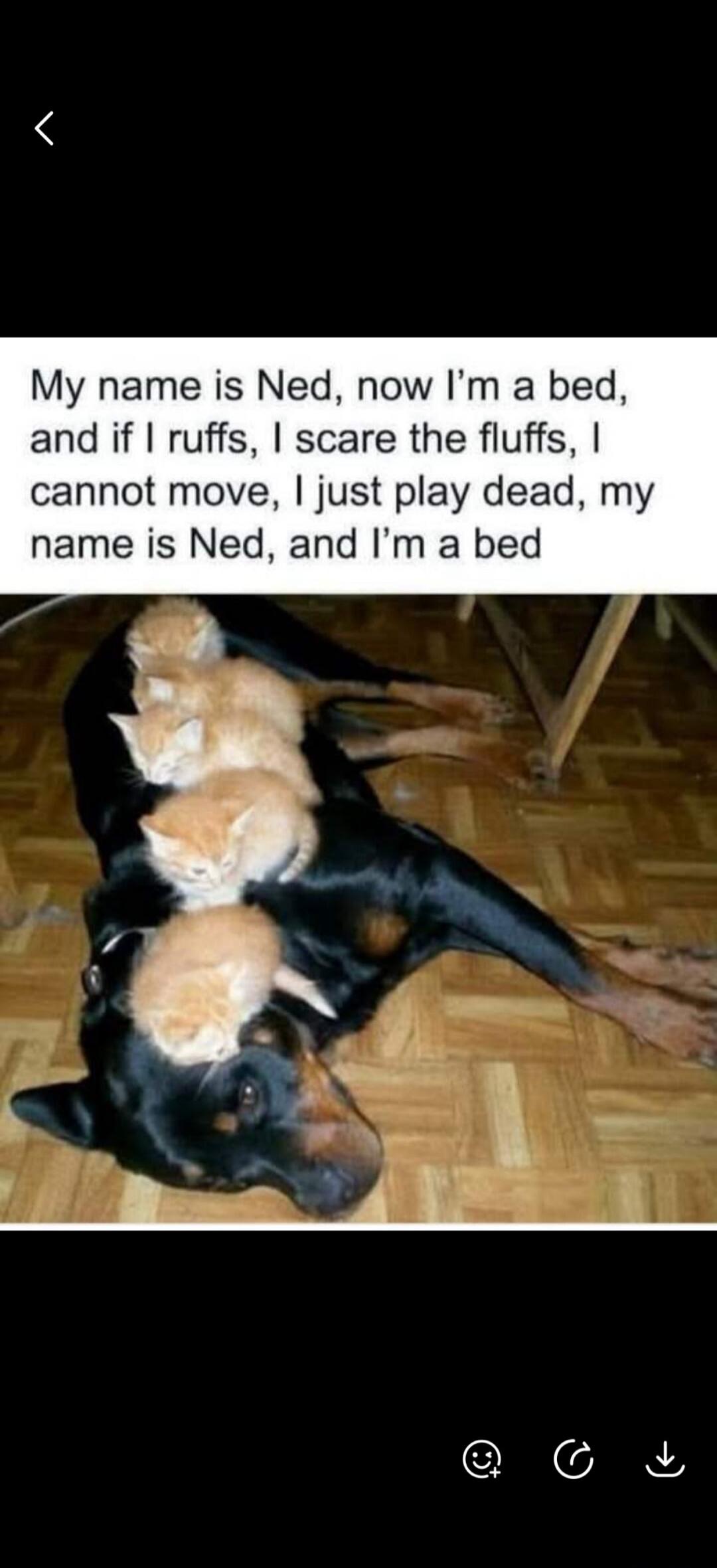 My name is Ned, now I'm a bed, and if I ruffs, I scare the fluffs, I cannot move, I just play dead, my name is Ned, and I'm a bed