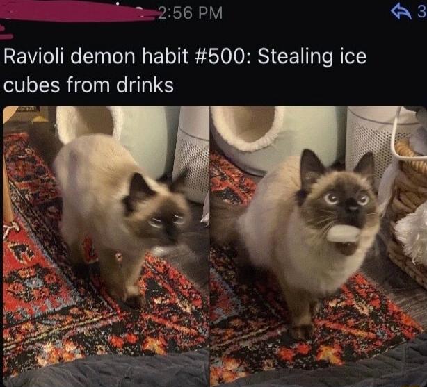 e 256 PM A3 Ravioli demon habit 500 Stealing ice cubes from drinks