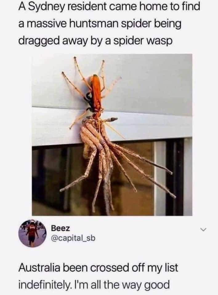 A Sydney resident came home to find a massive huntsman spider being dragged away by a spider wasp Beez capital_sb Australia been crossed off my list indefinitely Im all the way good