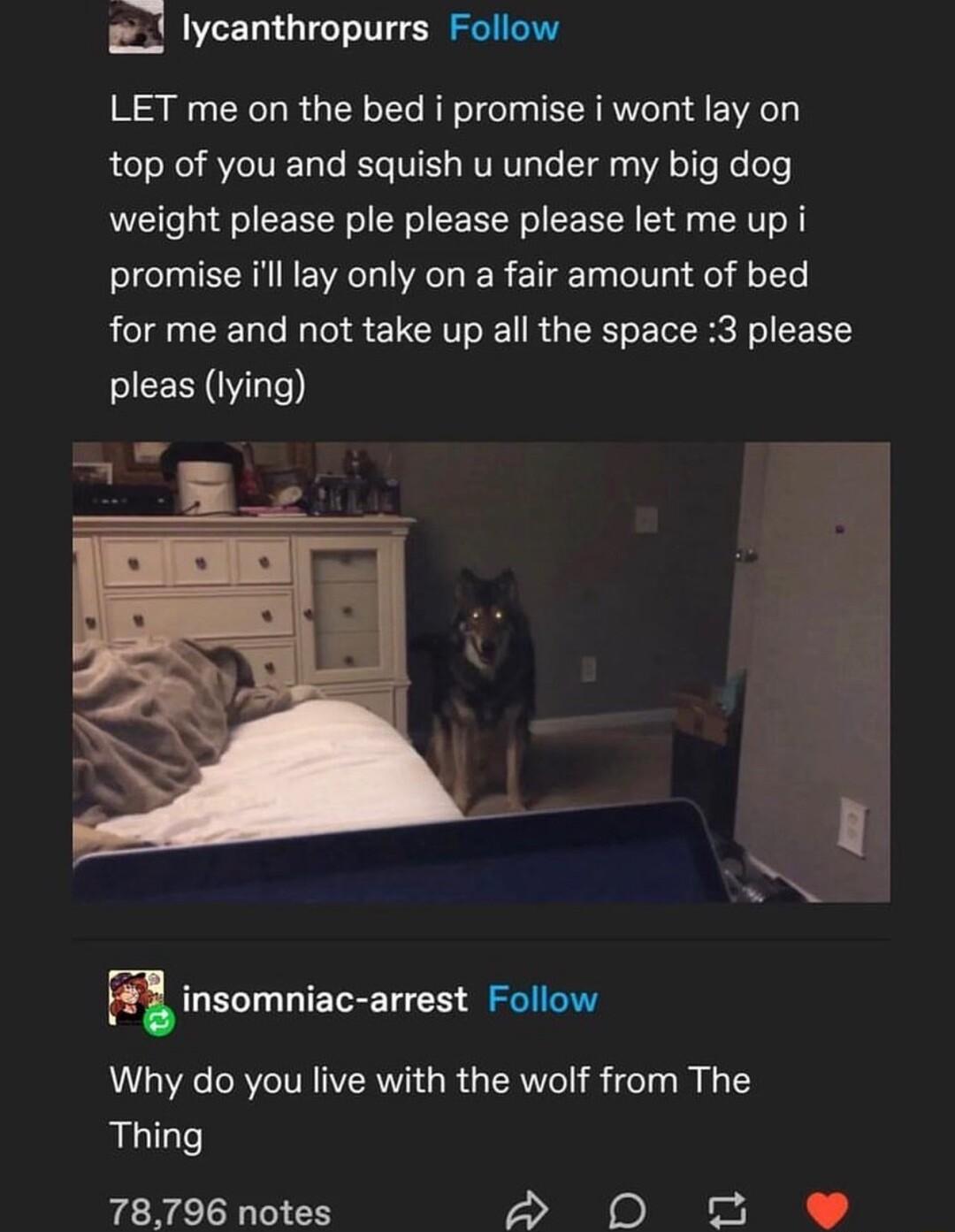 g lycanthropurrs Follow LET me on the bed i promise i wont lay on top of you and squish u under my big dog weight please ple please please let me up i promise l lay only on a fair amount of bed for me and not take up all the space 3 please insomniac arrest Follow Why do you live with the wolf from The Thing 78796 notes o N J