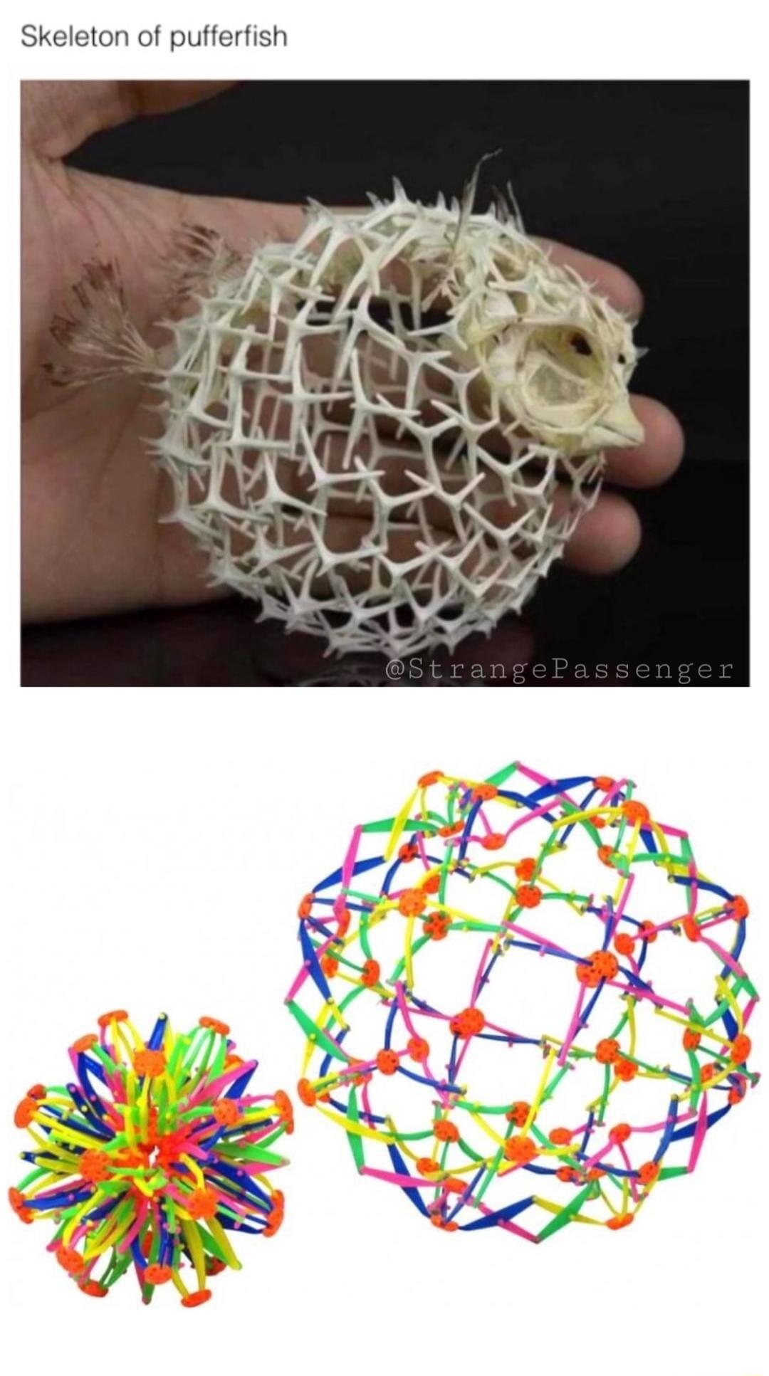 Skeleton of pufferfish