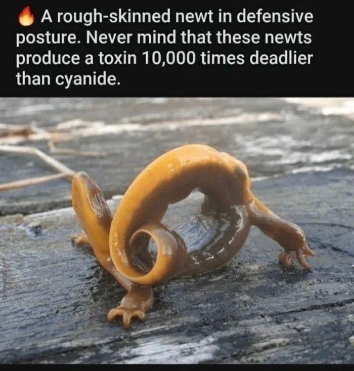 A rough skinned newt in defensive posture Never mind that these newts produce a toxin 10000 times deadlier AUELRGTELIT N pLE TS 2 W 503 Share L 7 BEST COMMENTS T oD 5 o Avards 0Oh no Im so poisonous It sure would be a shame if someone ate my ass