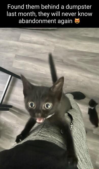 Found them behind a dumpster last month they will never know ELEN T oI T ET R