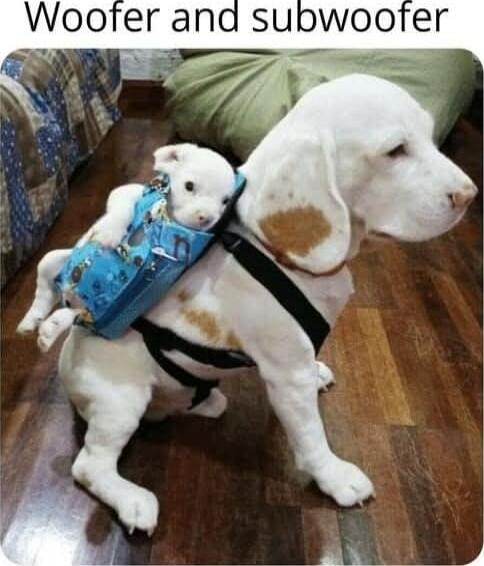 Woofer and subwoofer