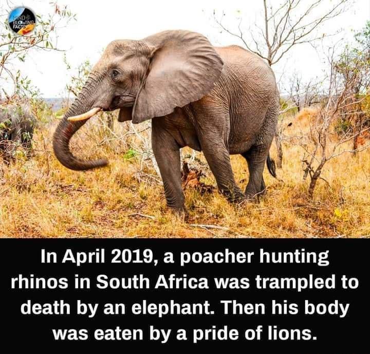 R S e B In April 2019 a poacher hunting QI GRS T G WAV RTECR T o T R death by an elephant Then his body was eaten by a pride of lions