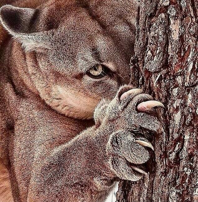 A cougar clinging to a tree with its claws.