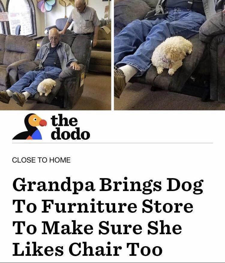 the dodo CLOSE TO HOME Grandpa Brings Dog To Furniture Store To Make Sure She Likes Chair Too