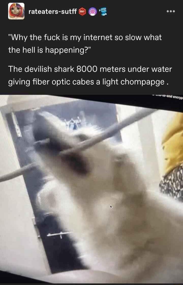 B rateaters sutff Why the fuck is my internet so slow what the hell is happening The devilish shark 8000 meters under water giving fiber optic cabes a light chompapge