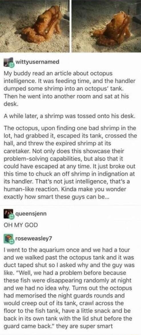 wittyusernamed My buddy read an article about octopus intelligence It was feeding time and the handler dumped some shrimp into an octopus tank Then he went into another room and sat at his desk A while later a shrimp was tossed onto his desk The octopus upon finding one bad shrimp in the lot had grabbed it escaped its tank crossed the hall and threw the expired shrimp at its caretaker Not only doe