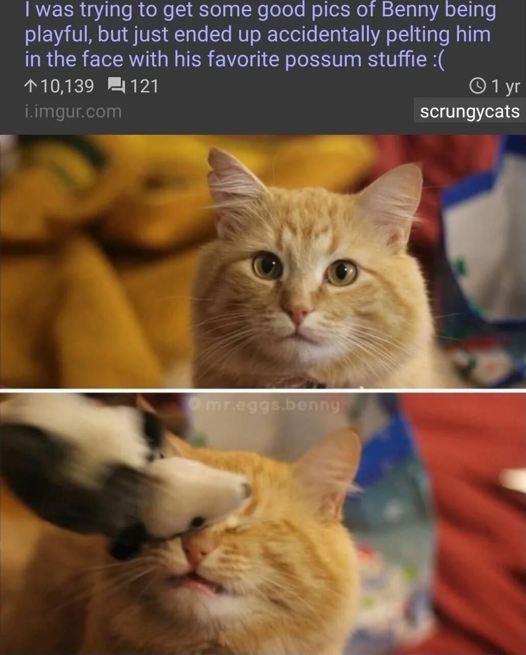 AWds HYIRG Lo get Soie oo PIcS oRbenny Deing playful but just ended up accidentally in the face with his favorite possum stuffie 110139 121 iimgurcom