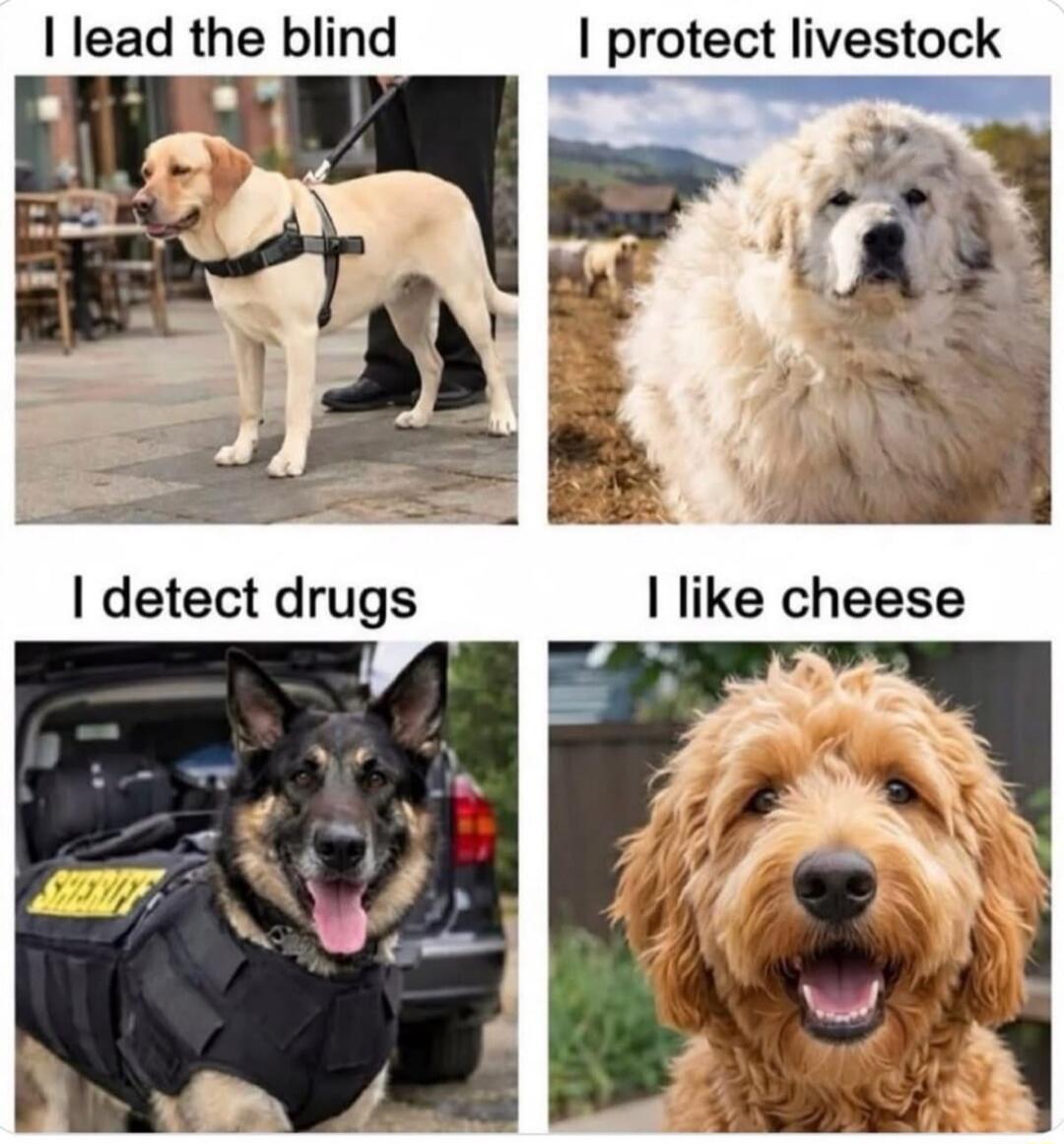 I lead the blind I protect livestock I detect drugs I like cheese