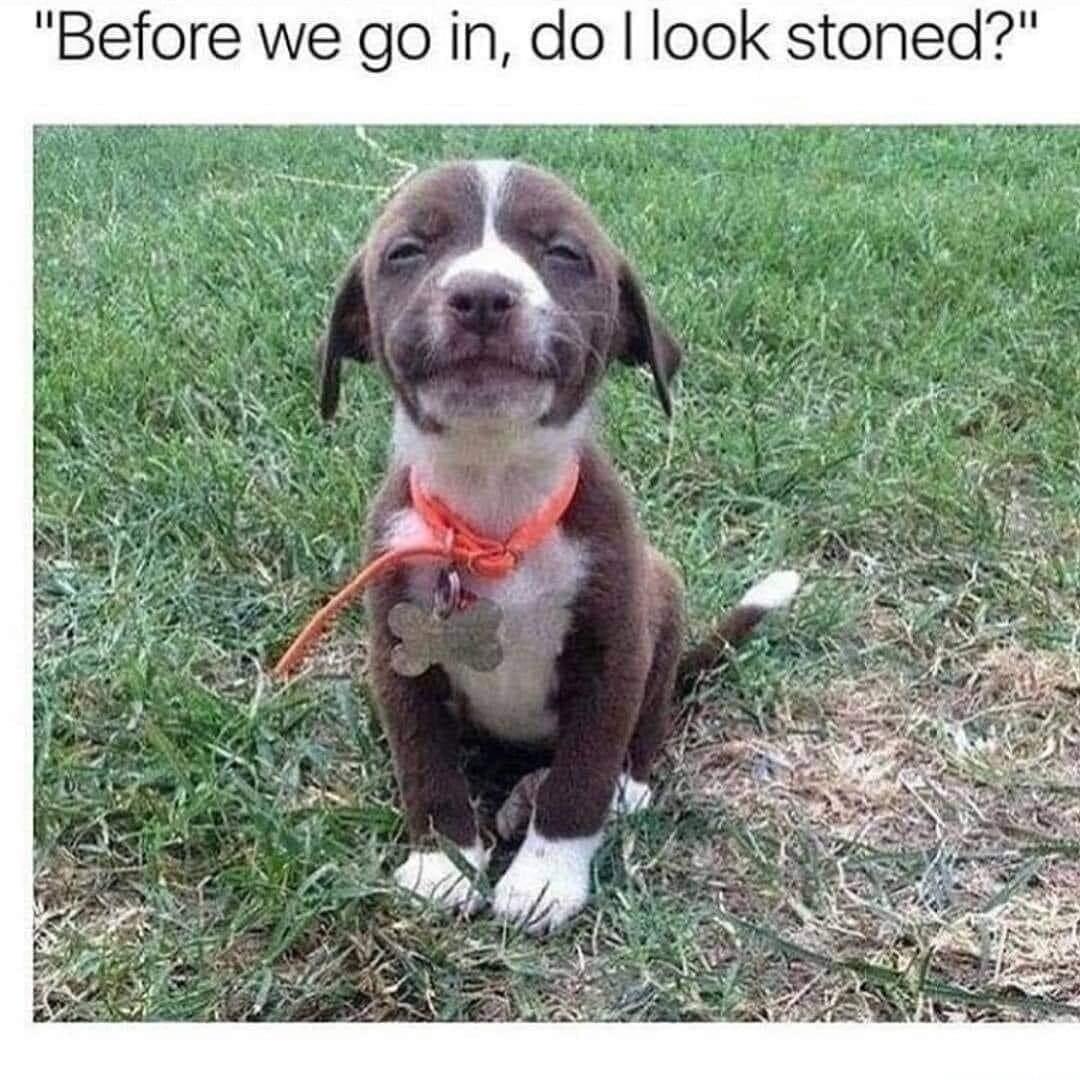 Before we go in do look stoned