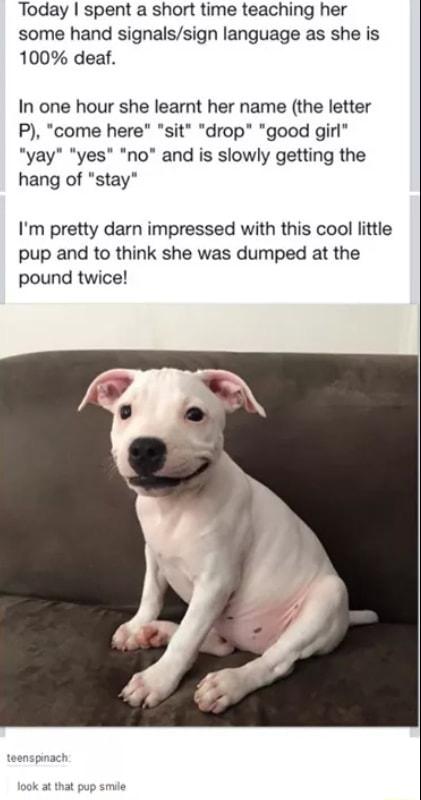 Today spent a short time teaching her some hand signalssign language as she is 100 deaf In one hour she learnt her name the letter P come here sit drop good girl yay yes no and is slowly getting the hang of stay Im pretty darn impressed with this cool little pup and to think she was dumped at the pound twice