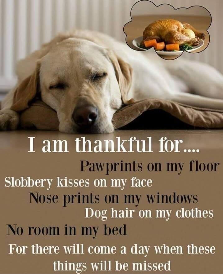 I am thankful for.... Pawprints on my floor Slobbery kisses on my face Nose prints on my windows Dog hair on my clothes No room in my bed For there will come a day when these things will be missed