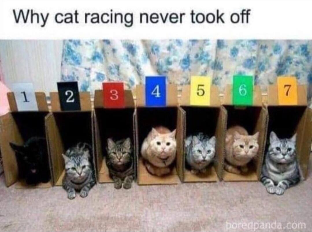 Why cat racing never took off