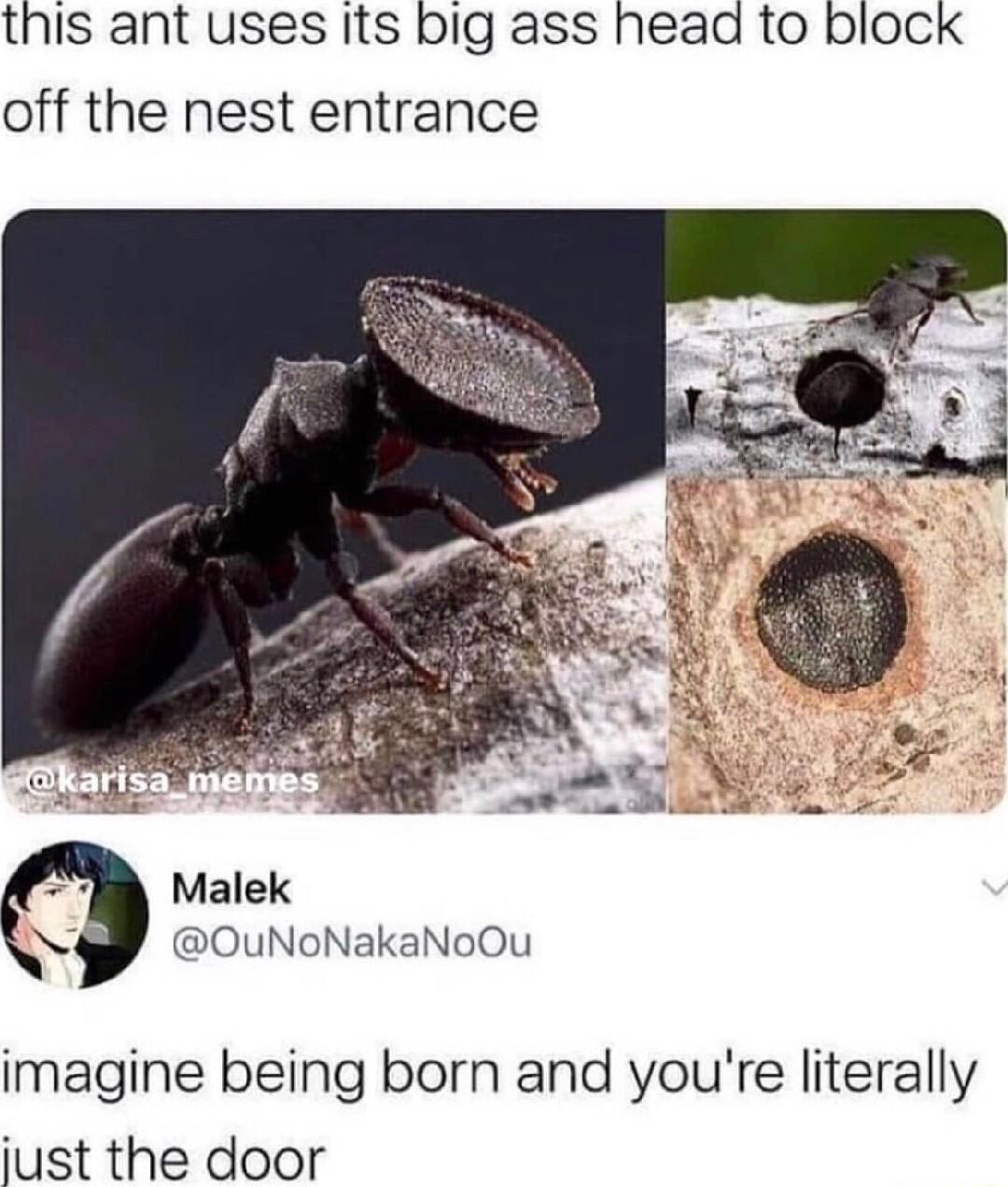 this ant uses Its big ass head to block off the nest entrance Malek OuNoNakaNoOu imagine being born and youre literally iust the door