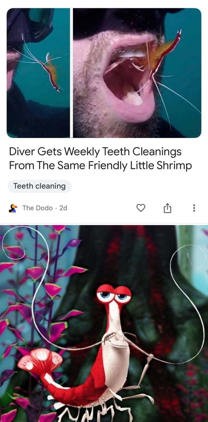 Diver Gets Weekly Teeth Cleanings From The Same Friendly Little Shrimp Teeth cleaning S The Dodo 2d