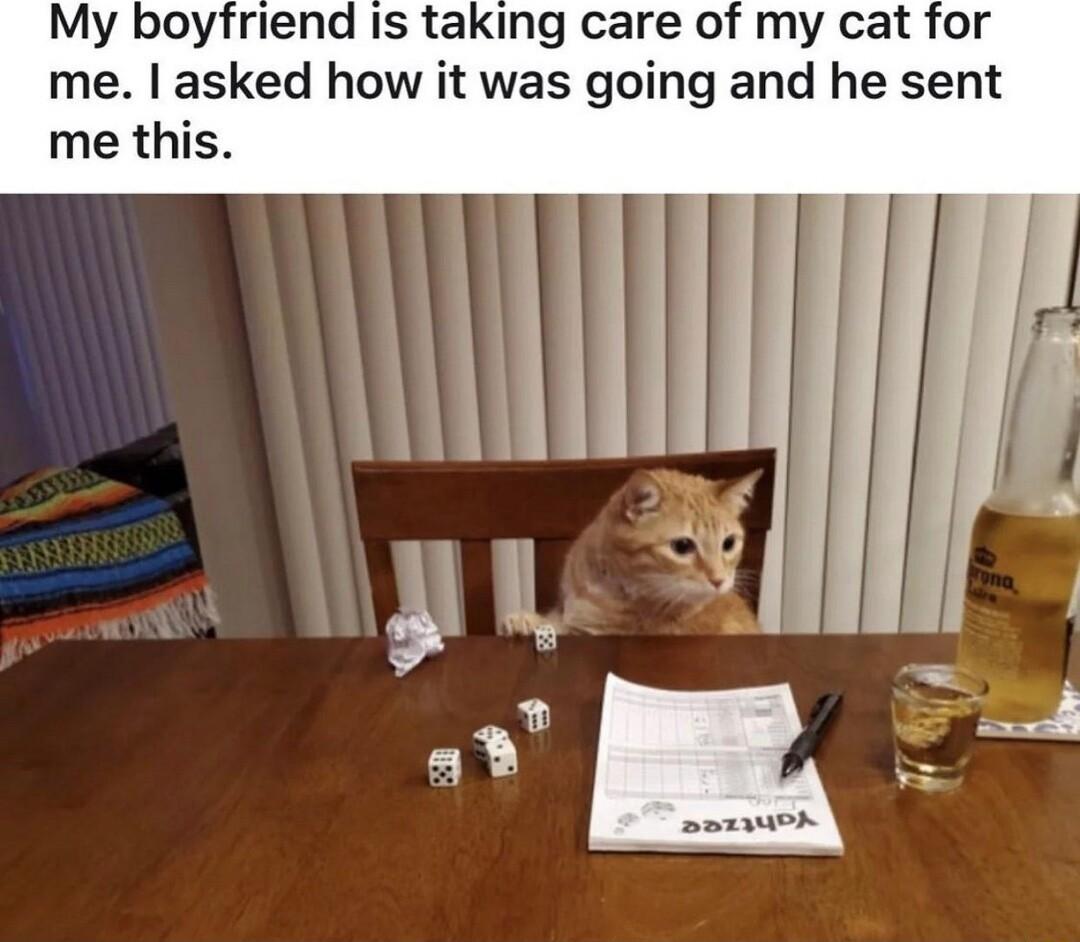 My boyfriend is taking care of my cat for me asked how it was going and he sent me this