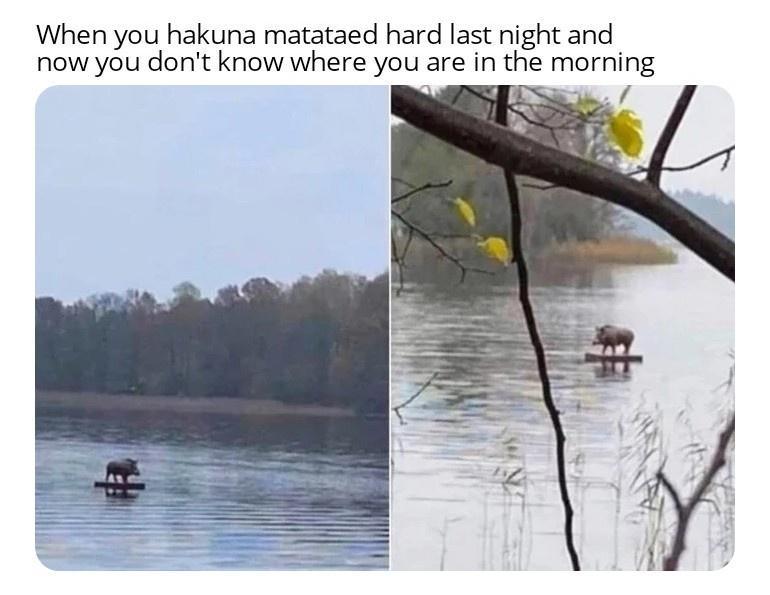 When you hakuna matataed hard last night and now you dont know where you are in the morning