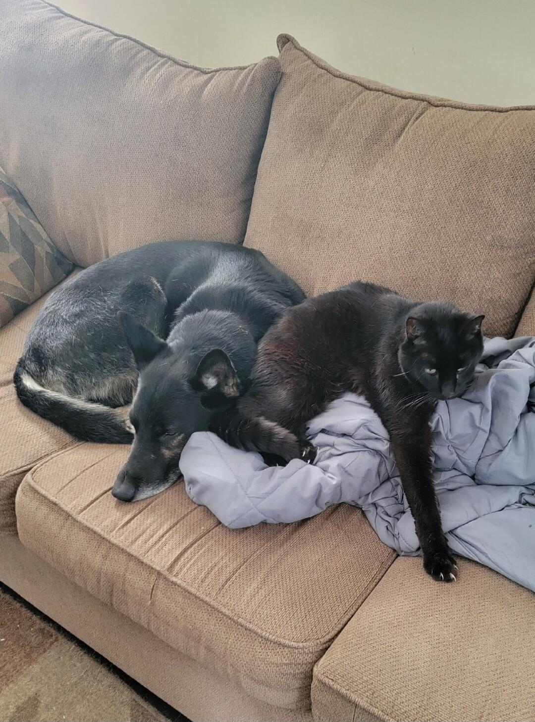 A black dog and a black cat are lying on a beige couch with a gray blanket.