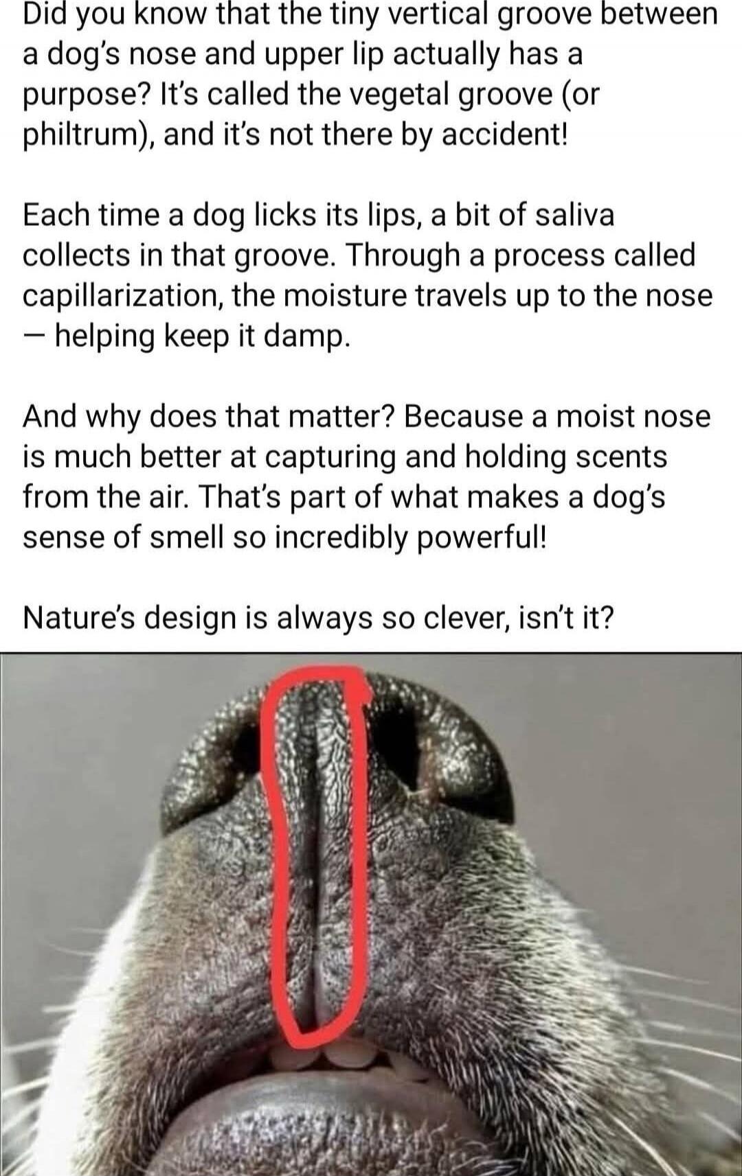 Did you know that the tiny vertical groove between a dog's nose and upper lip actually has a purpose? It's called the vegetal groove (or philtrum), and it's not there by accident!

Each time a dog licks its lips, a bit of saliva collects in that groove. Through a process called capillarization, the moisture travels up to the nose — helping keep it 