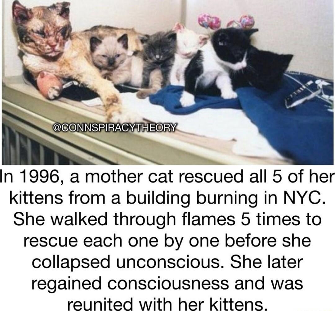 In 1996 a mother cat rescued all 5 of her kittens from a building burning in NYC She walked through flames 5 times to rescue each one by one before she collapsed unconscious She later regained consciousness and was reunited with her kittens