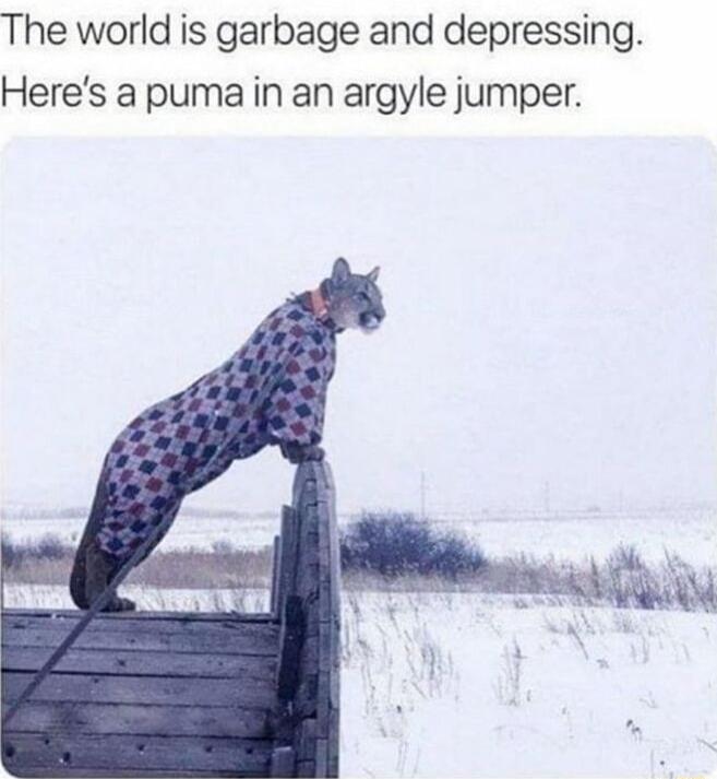 The world is garbage and depressing Heres a puma in an argyle jumper