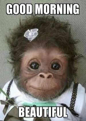 GOOD MORNING BEAUTIFUL