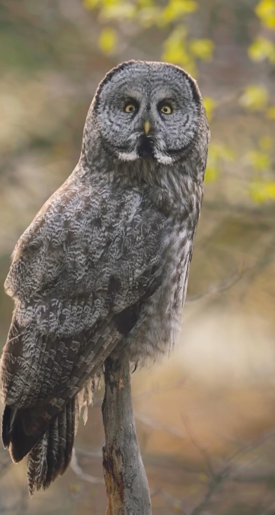 An owl perched on a branch, facing the camera with wide yellow eyes.