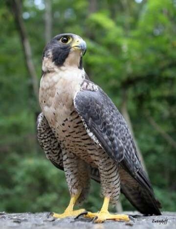 A falcon perched on a rock with a green forest background.