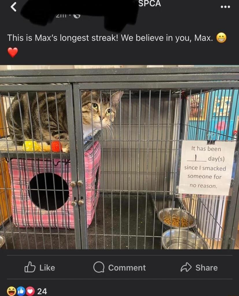 SPCA anw This is Maxs longest streak We believe in you Max ol L i gAY 2 GREENN il R D Share