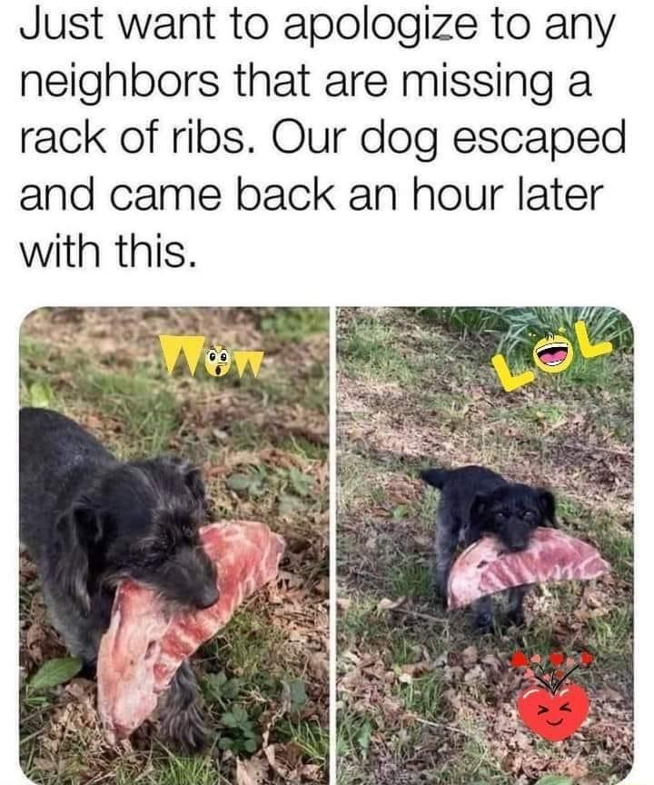 Just want to apologize to any neighbors that are missing a rack of ribs Our dog escaped and came back an hour later with this