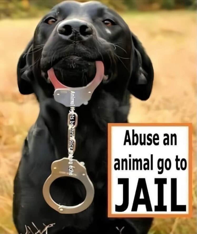 Animal rights be their voice not an echo. Abuse an animal go to JAIL.