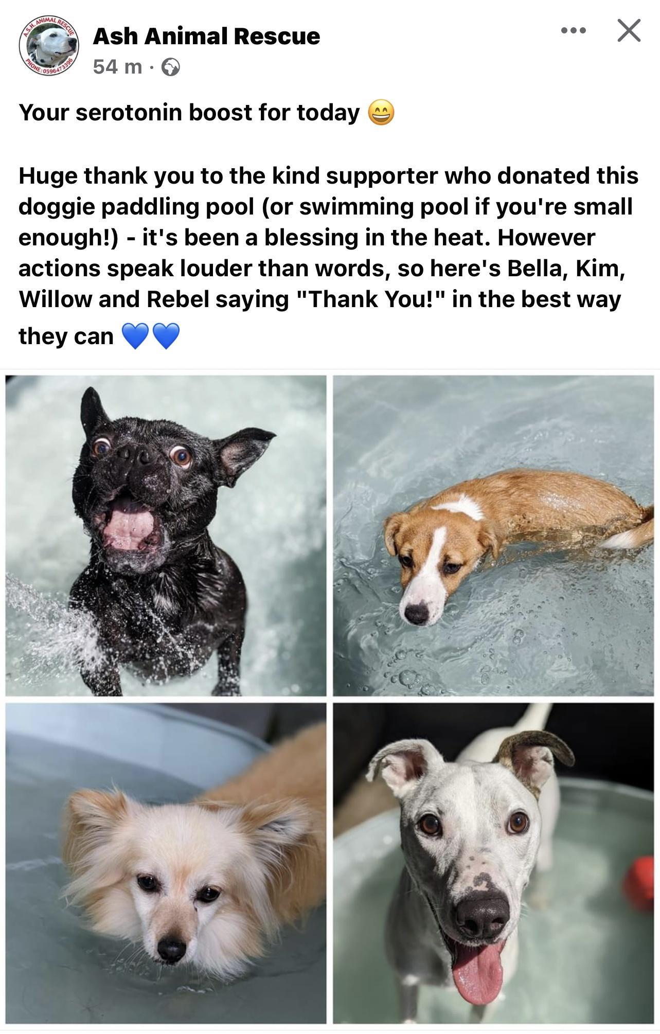 Ash Animal Rescue e X 5am G Your serotonin boost for today Huge thank you to the kind supporter who donated this doggie paddling pool or swimming pool if youre small enough its been a blessing in the heat However actions speak louder than words so heres Bella Kim Willow and Rebel saying Thank You in the best way they can