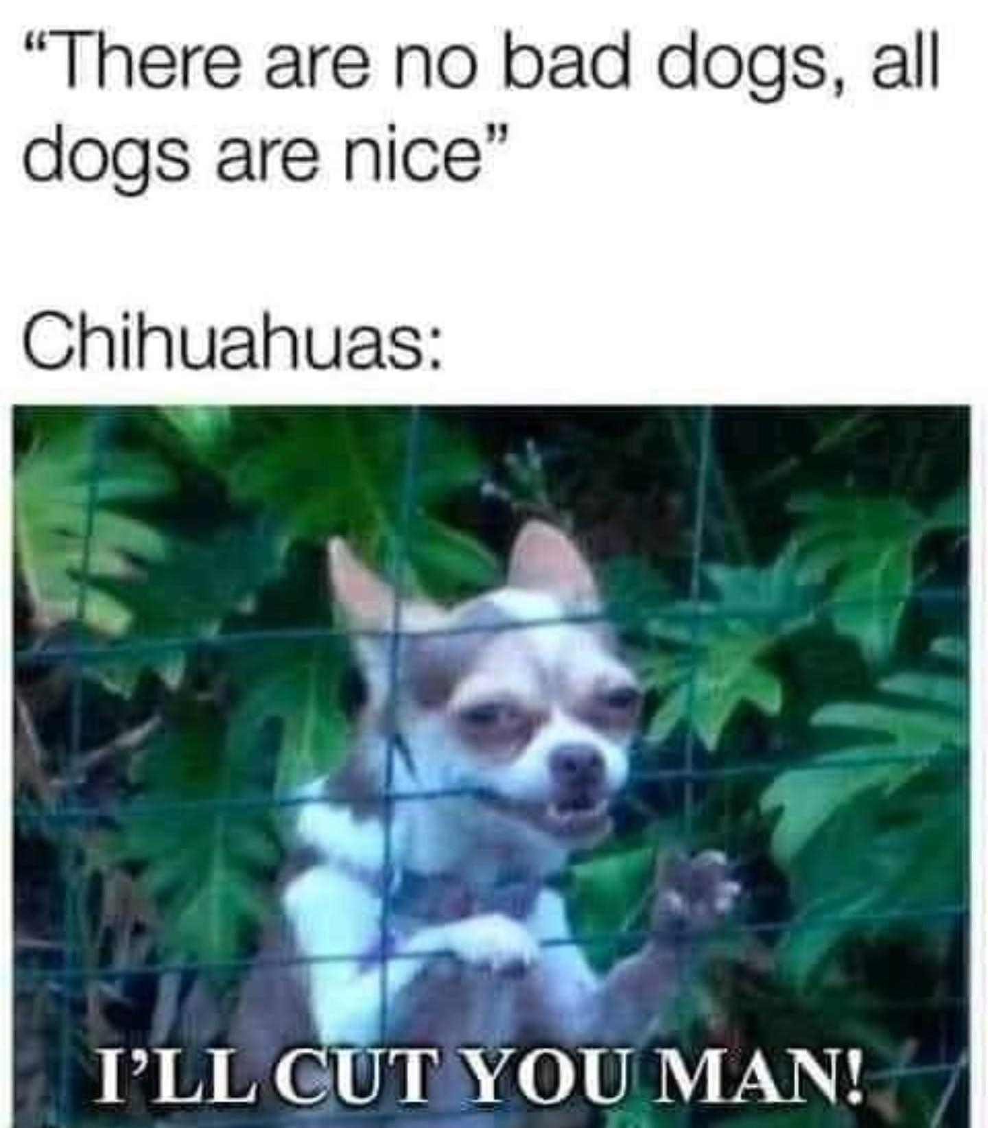 There are no bad dogs all dogs are nice Chihuahuas N dt ILL GUT YOU MAN