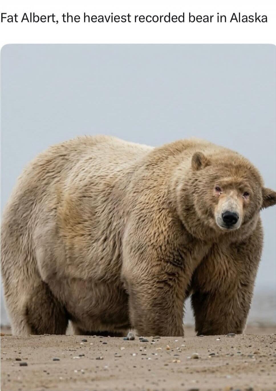 Fat Albert, the heaviest recorded bear in Alaska