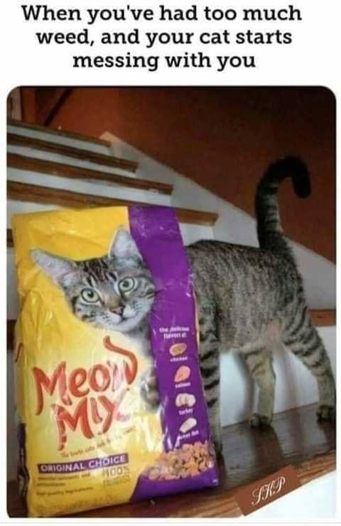 When youve had too much weed and your cat starts messing with you