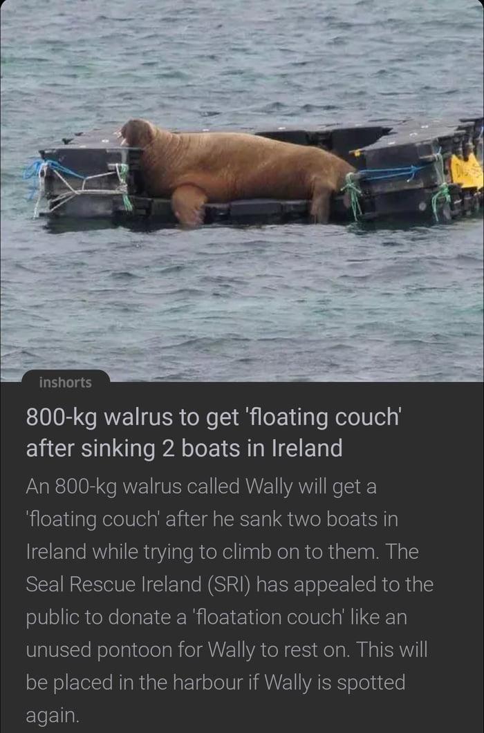 inshorts 800 kg walrus to get floating couch after sinking 2 boats in Ireland An 800 kg walrus called Wally will get a floating couch after he sank two boats in Ireland while trying to climb on to them The Seal Rescue Ireland SRI has appealed to the public to donate a floatation couch like an unused pontoon for Wally to rest on This will be placed in the harbour if Wally is spotted again