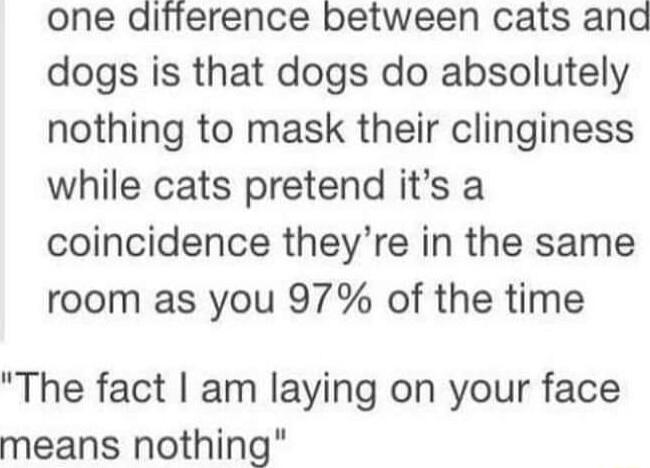 one difference between cats and dogs is that dogs do absolutely nothing to mask their clinginess while cats pretend its a coincidence theyre in the same room as you 97 of the time The fact am laying on your face means nothing