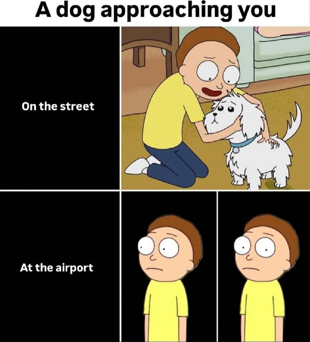 A dog approaching you
On the street
At the airport