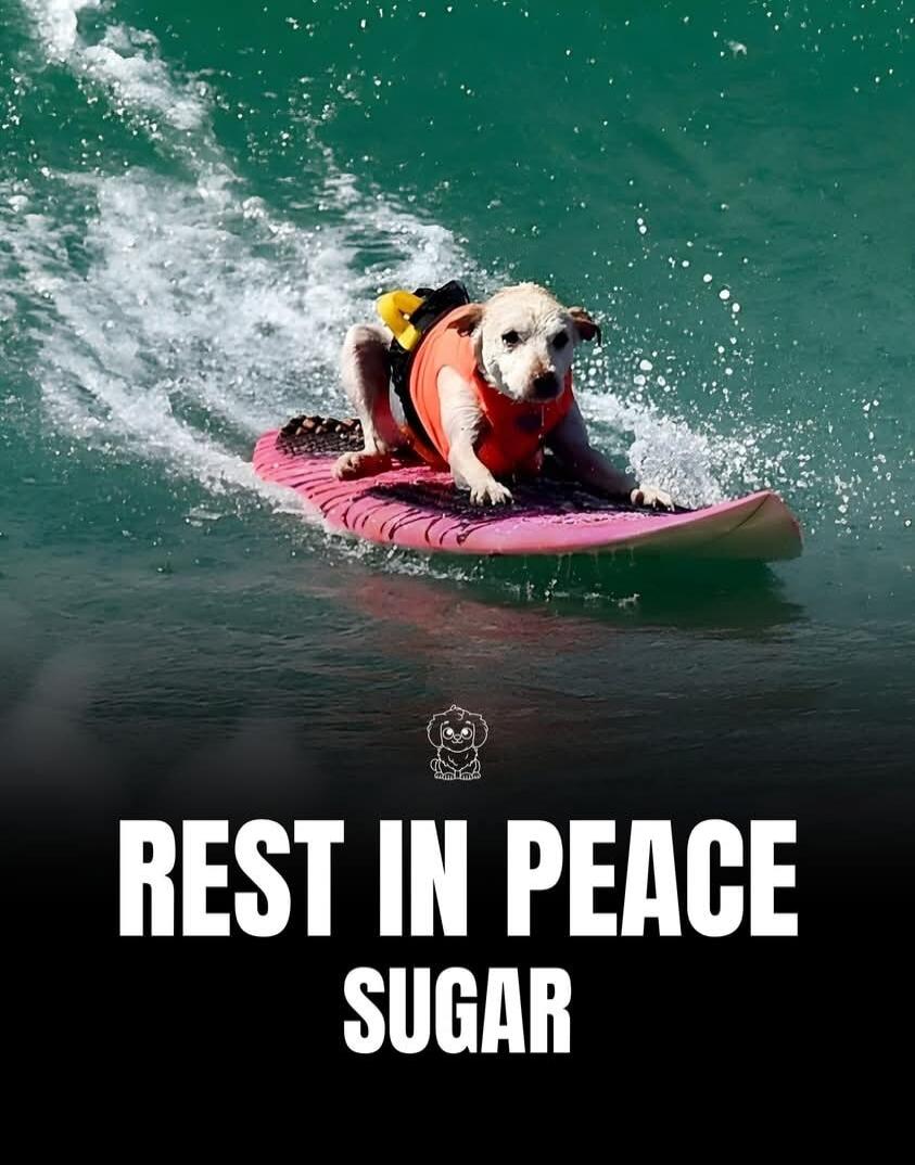 REST IN PEACE SUGAR