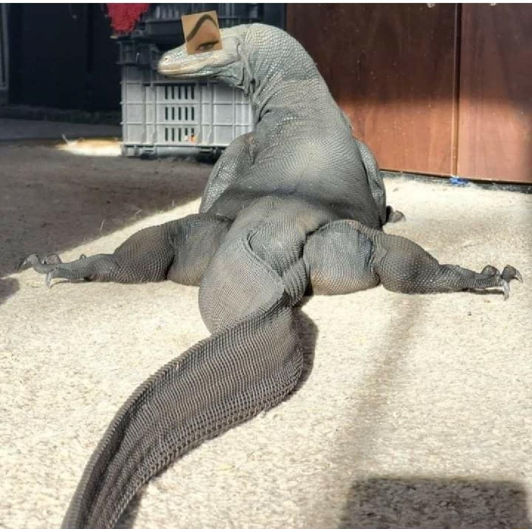 Evolution isnt real yall are being lied to by the jews