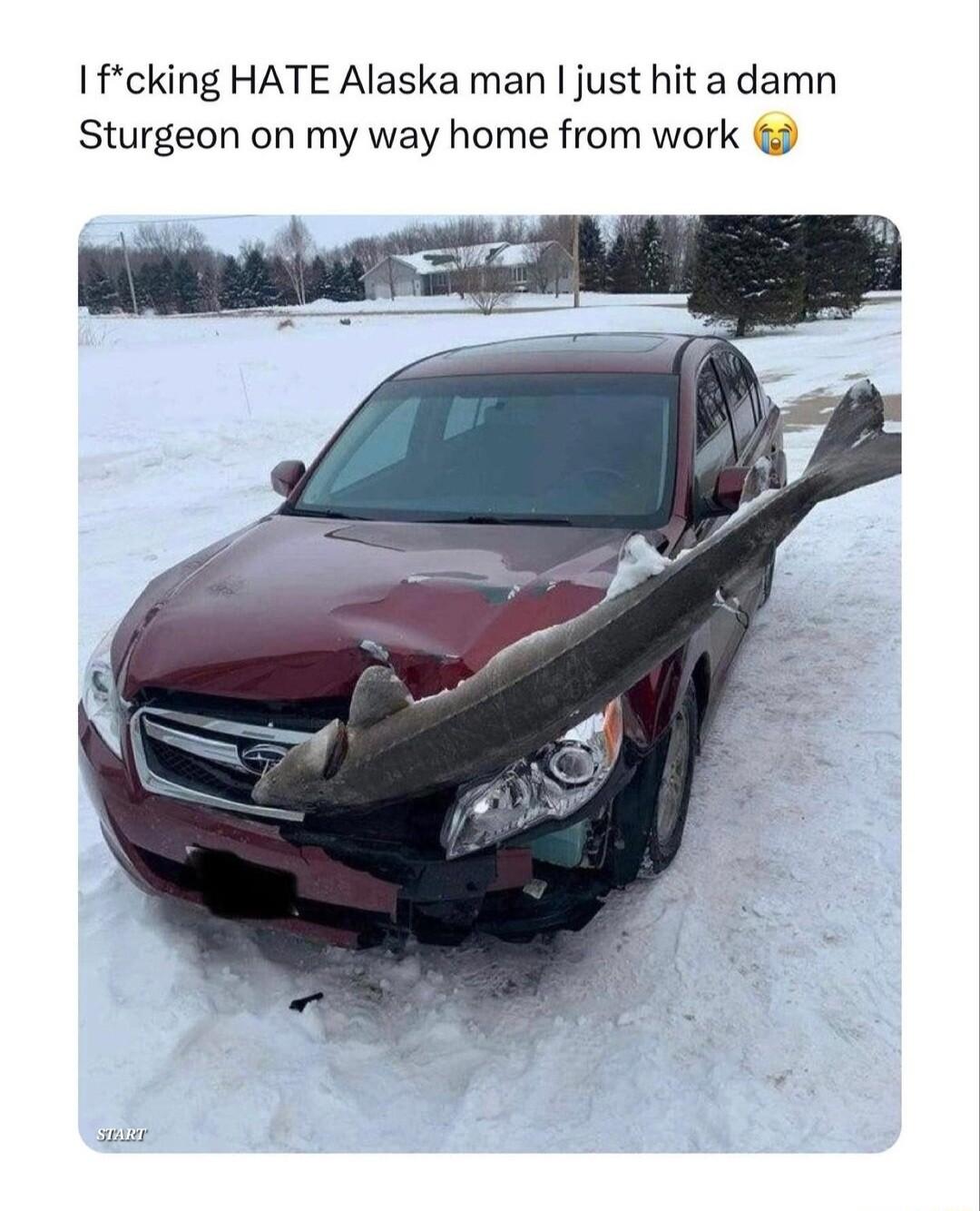 fcking HATE Alaska man just hita damn Sturgeon on my way home from work