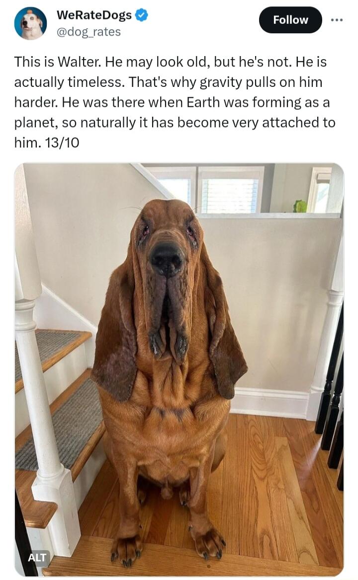 WeRateDogs dog rates This is Walter He may look old but hes not He is actually timeless Thats why gravity pulls on him harder He was there when Earth was forming as a planet so naturally it has become very attached to him 1310