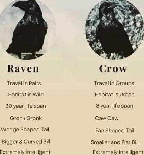 Raven Travel in Pairs Habitat is Wild 30 year life span Gronk Gronk Wedge Shaped Tail Bigger Curved Bill Extremely Intelligent Crow Travel in Groups Habitat is Urban 8 year life span Caw Caw Fan Shaped Tail Smaller and Flat Bill Extremely Intelligent