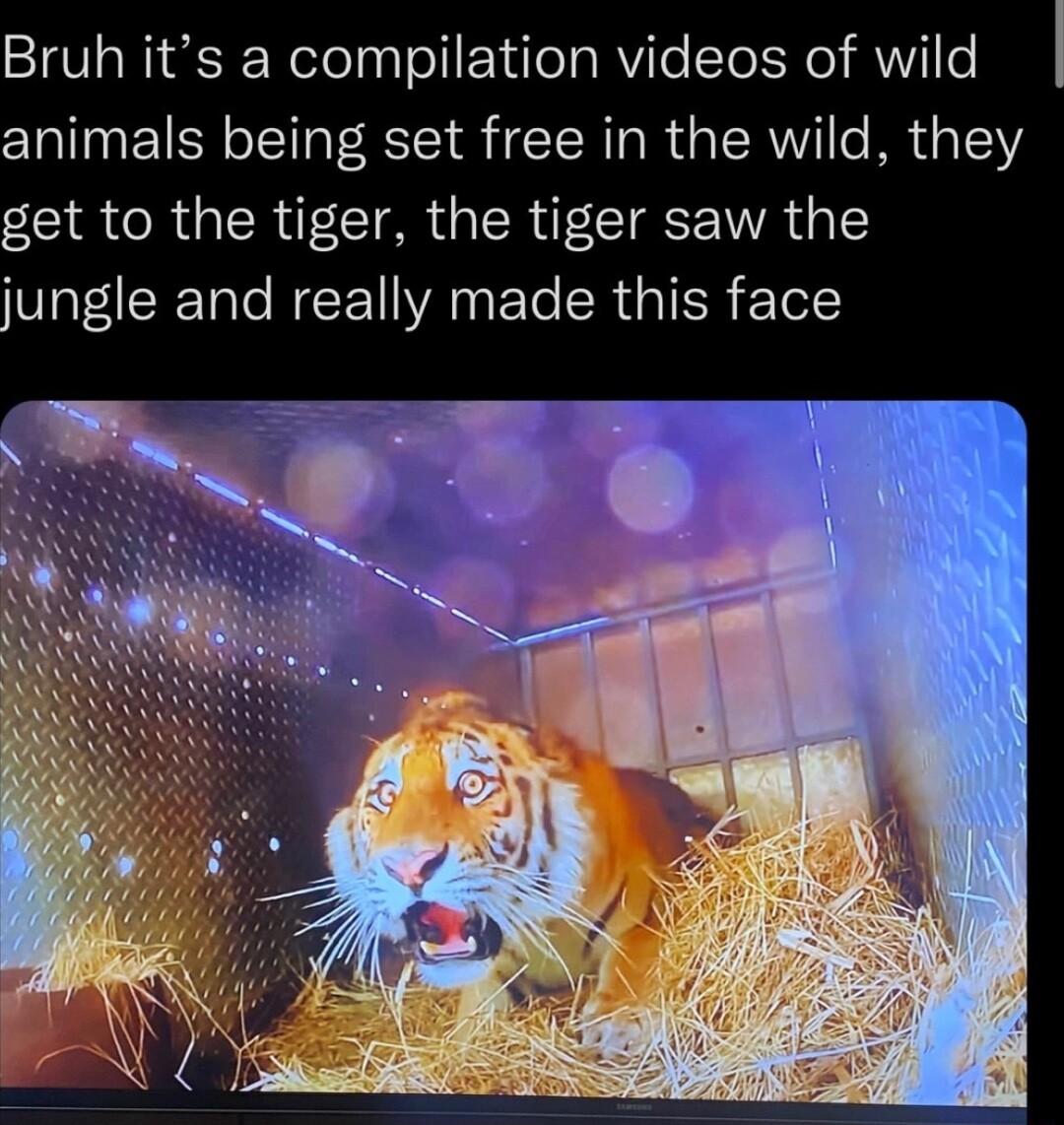 Bruh its a compilation videos of wild animals being set free in the wild they get to the tiger the tiger saw the jungle and really made this face