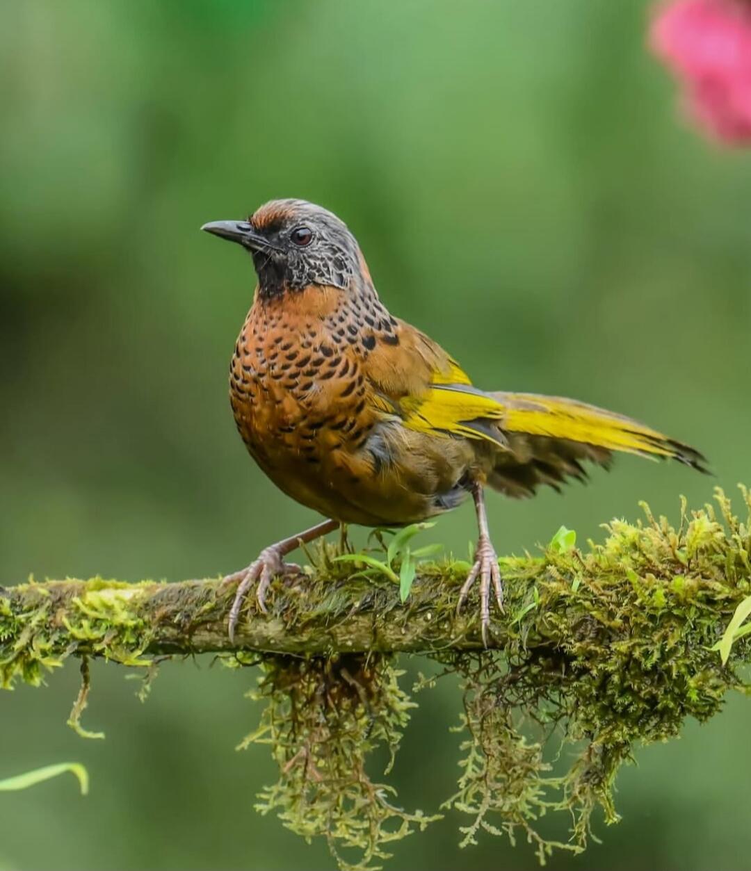 A small colorful bird perched on a mossy branch with a green blurred background.