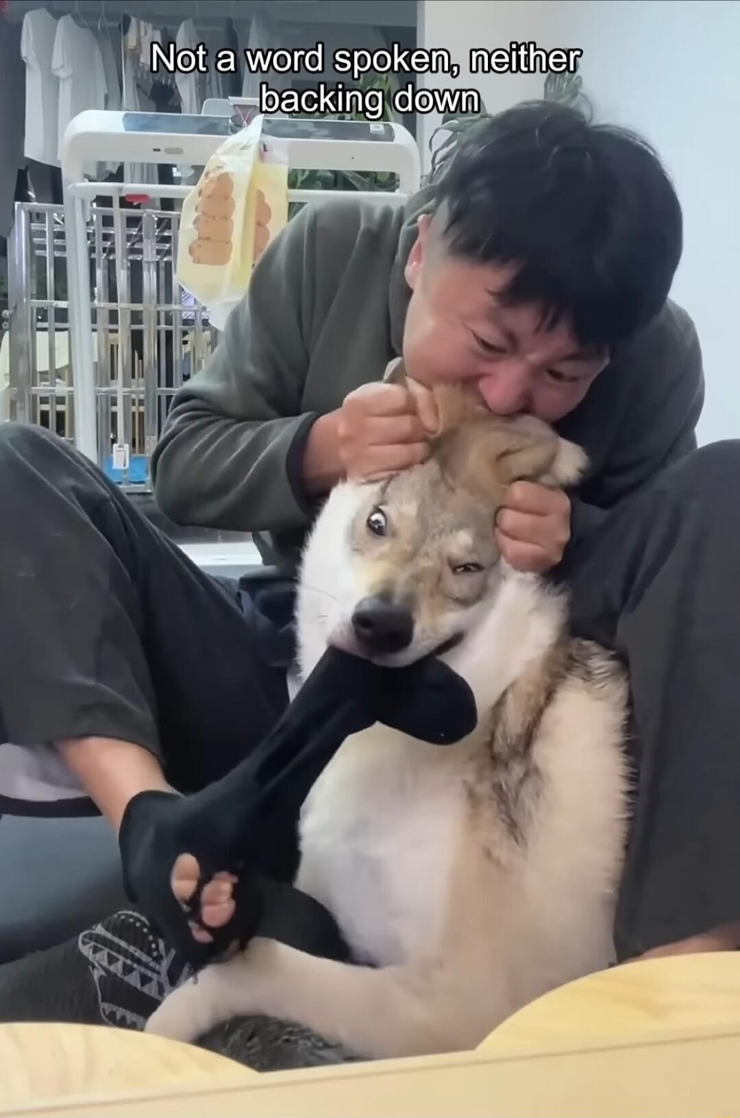 Not a word spoken, neither backing down. A man is playfully wrestling with a dog, holding its ears and face while the dog holds a black sock in its mouth, both engaged in a determined but humorous struggle.